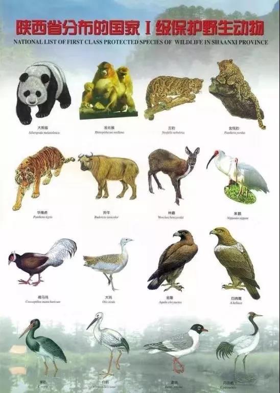 中,第一条即指明立法目的为保护珍贵,濒危的野生动物,后又对野生动物